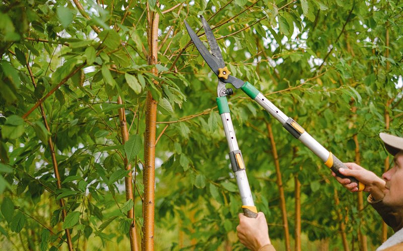 Tree trimming in Cooter, MO